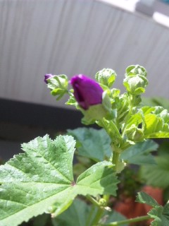 �Ԃ��炭��