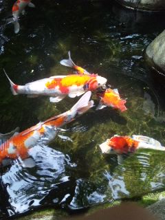 �ғ��R���V