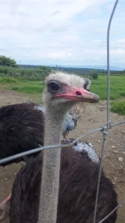 �_�`���E�H�ׂ܂���